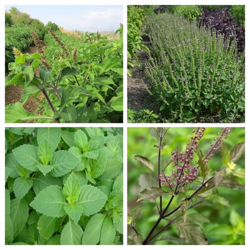 Tulsi válogatás - Szent bazsalikomok, Ocimum ssp., vetőmag, akció, kedvezmény